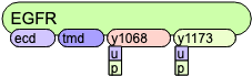 EGFR